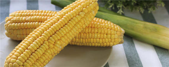 水果玉米种植技术与管理 水果玉米种植技术与管理施肥