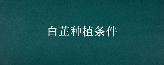 白芷种植条件 白芷栽培种植技术