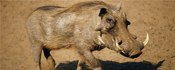 野猪最致命的弱点 野猪最致命的弱点在哪个部位