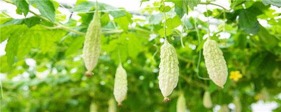 苦瓜种植技术与管理法（阳台苦瓜种植技术与管理法）