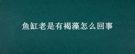 鱼缸老是有褐藻怎么回事 鱼缸经常出现褐藻