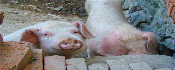 初产母猪头胎能下几个 母猪初胎一般能生几头