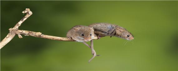 老鼠的繁殖能力有多强 老鼠的繁殖能力有多强?