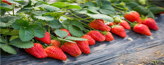 草莓打膨大剂最佳时机 草莓使用膨大剂后几天见成效?