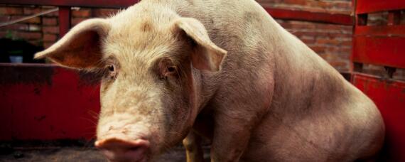 育肥猪能长期用金霉素吗 金霉素可以长期喂猪吗