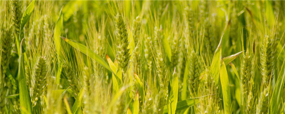 超低杆矮大穗小麦品种有哪些（大穗矮杆高产小麦品种）