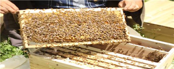 寻找青米蜂的最佳办法（怎么找青米蜂的巢）