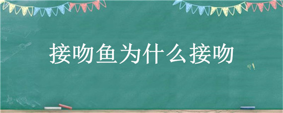 接吻鱼为什么接吻 接吻鱼为什么不会接吻