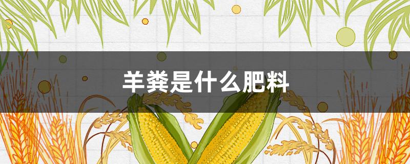 羊粪是什么肥料（羊粪是什么类型的肥料）