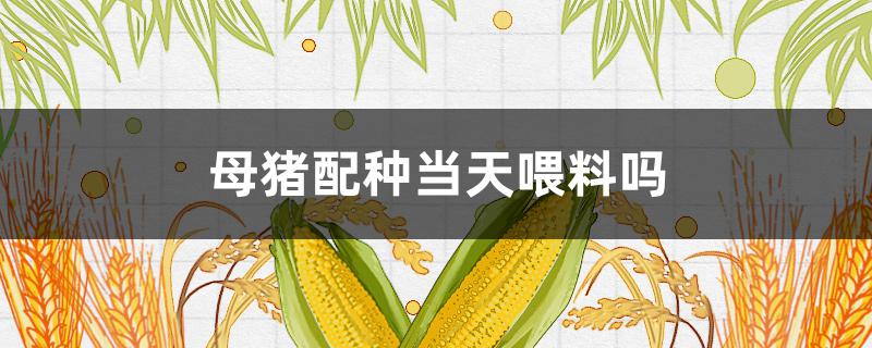 母猪配种当天喂料吗 母猪配种当天能喂料吗