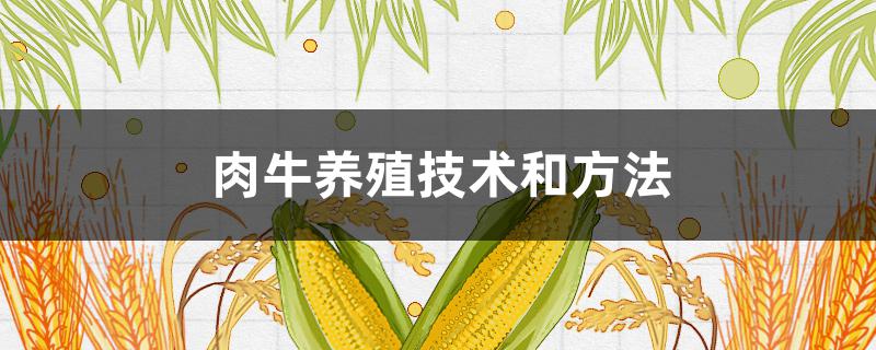 肉牛养殖技术和方法（肉牛养殖技术和方法文章）