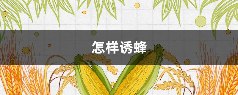 怎样诱蜂 怎样诱蜂成功率最高