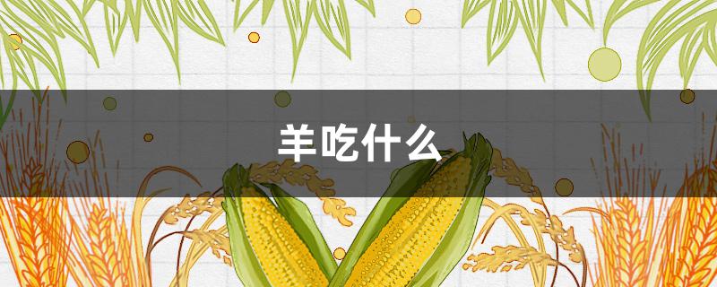 羊吃什么（羊吃什么饲料长得快又肥）