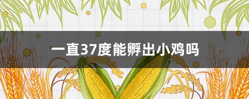 一直37度能孵出小鸡吗（37.9度会孵出小鸡吗）