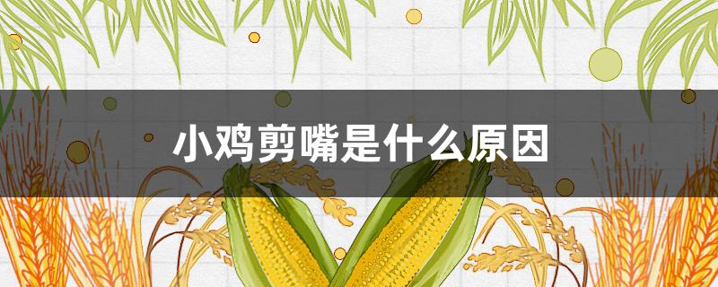 小鸡剪嘴是什么原因 小鸡为啥剪嘴