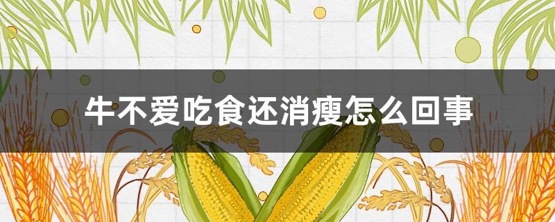 牛不爱吃食还消瘦怎么回事（牛吃不胖什么原因）