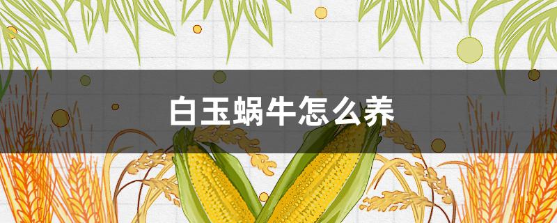 白玉蜗牛怎么养（刚出生的白玉蜗牛怎么养）