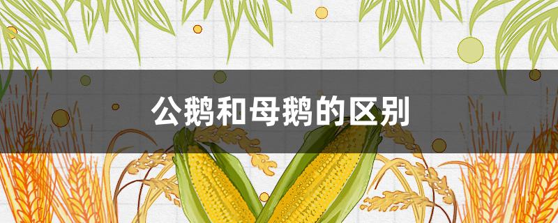 公鹅和母鹅的区别（怎样辨别公鹅和母鹅的区别）