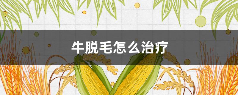 牛脱毛怎么治疗（牛脱毛用什么药）