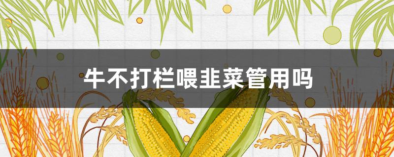 牛不打栏喂韭菜管用吗（韭菜喂牛能打栏吗）