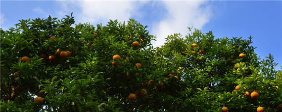 柑橘白癞病防治 柑橘白赖病怎样防治