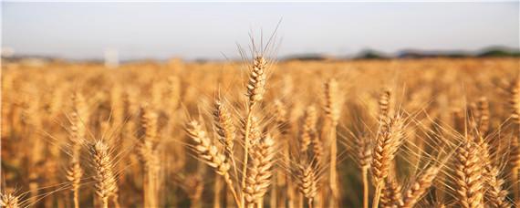 世界小麦产量排名 世界玉米产量排名