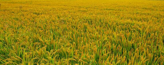 水稻产量 水稻产量跃居粮食作物首位是在哪个时期