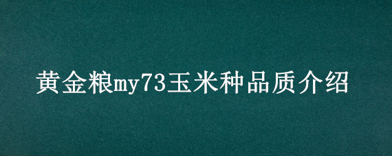 黄金粮my73玉米种品质介绍（黄金粮my73玉米种简介）