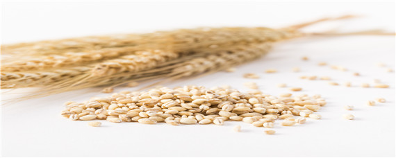 西安240小麦品种特征特性 陕西小麦品种