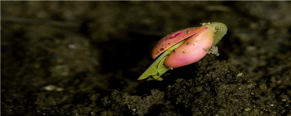 赤霉素对种子催芽方法 如何用赤霉素催芽芹菜种子?