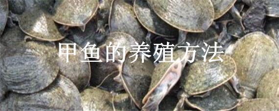 甲鱼的养殖方法 温室养甲鱼的养殖方法