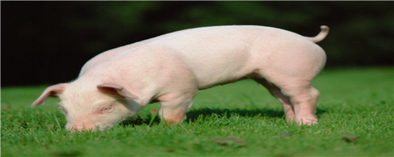 20斤小猪一天吃多少料 20斤左右的小猪一天吃多少饲料