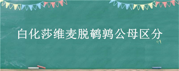 白化莎维麦脱鹌鹑公母区分 莎维麦脱鹌鹑介绍