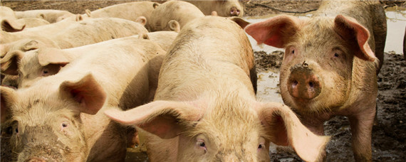 戊二醛可以带猪消毒吗 戊二醛可以带猪消毒吗对人有害吗?