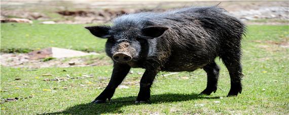 藏香猪最大有多少公斤 藏香猪成年猪有多少斤