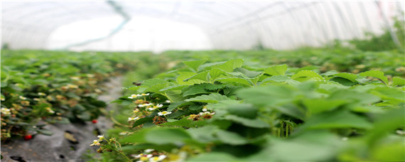 如何促使草莓花芽分化提前（草莓怎么促进花芽早分化）