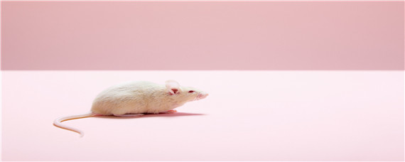 老鼠的繁殖能力有多强（老鼠的繁殖能力有多强?）