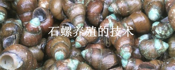 石螺养殖的技术 石螺养殖的技术视频