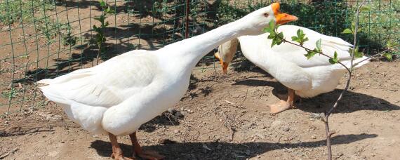 公鹅和母鹅的区别在哪里 请问公鹅和母鹅的区别在哪里