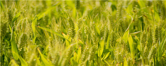 小麦根腐病用什么药防治（小麦根腐病特效药）