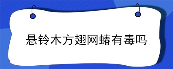 悬铃木方翅网蝽有毒吗（悬铃木方翅网蝽若虫）