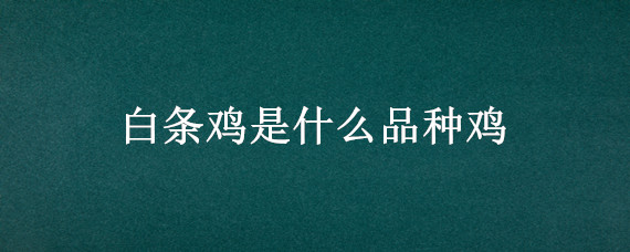 白条鸡是什么品种鸡 白条鸡产地