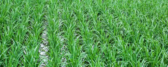 水稻的生长习性（水稻的生长气候）
