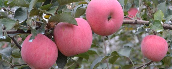 早熟苹果品种有哪些（目前最好的早熟苹果品种是什么）