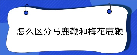 怎么区分马鹿鞭和梅花鹿鞭（马鹿鹿鞭和梅花鹿鹿鞭 怎么区别）