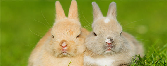 公兔和母兔可以放在一起养吗 公兔,母兔能不能一起养