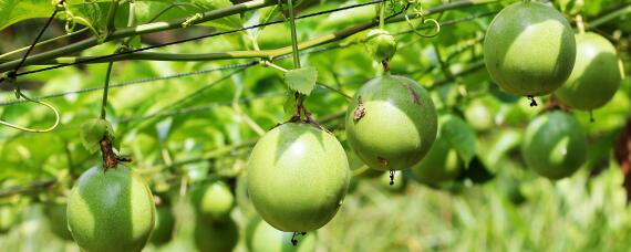 百香果怎么促进花芽分化 百香果花芽分化时间