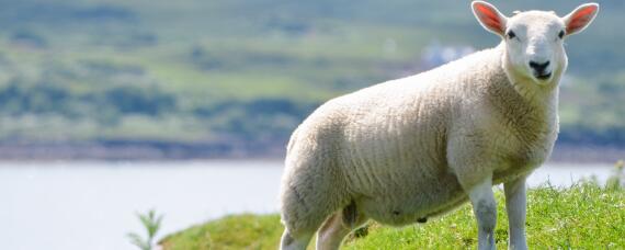 羊的生长周期是多久 羊一般几个月