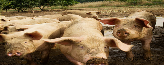 猪圈猪瘟过后多久可以养猪 猪场发生猪瘟后多久可以再养