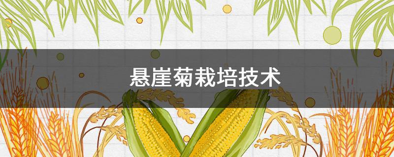 悬崖菊栽培技术 制作悬崖菊品种